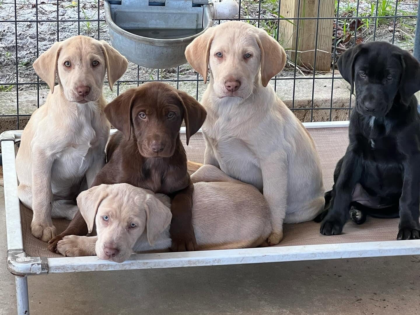 Purpose-bred Labrador Retriever puppies